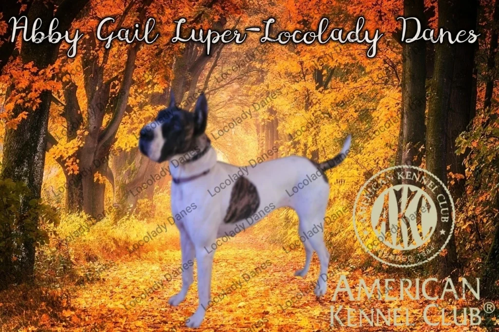 Abby Great Dane