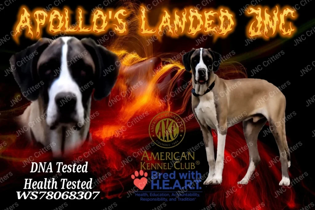 Apollo Great Dane