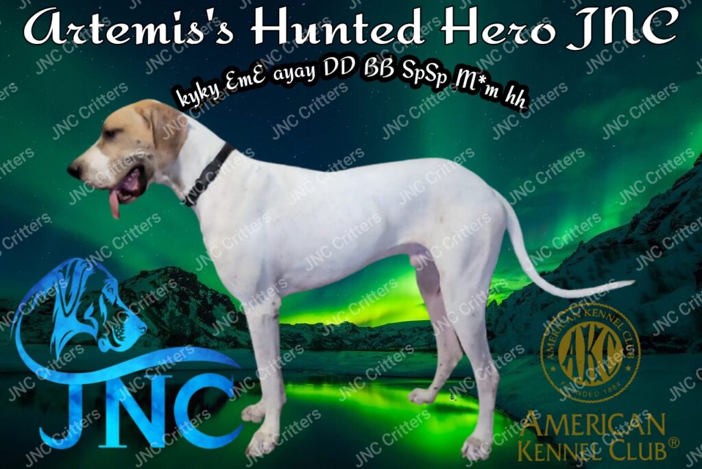 Artimus Great Dane