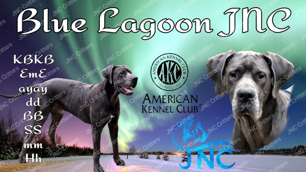 Blue Great Dane