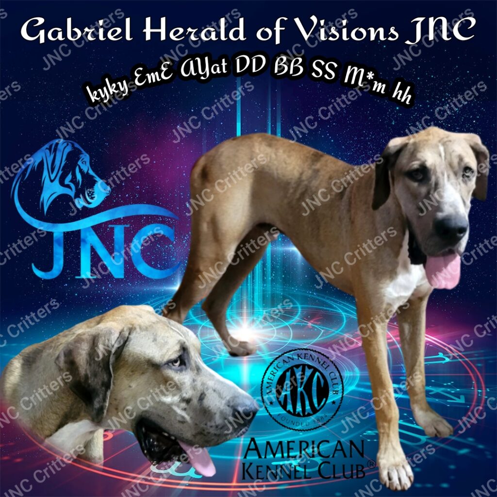 Gabriel Great Dane