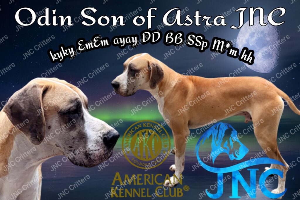 Odin Great Dane