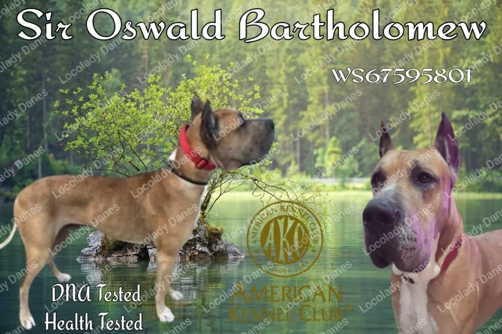 Oswald Great Dane