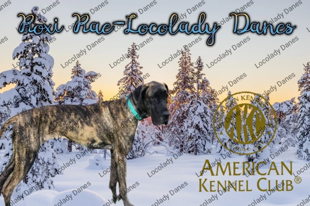 Roxi Great Dane