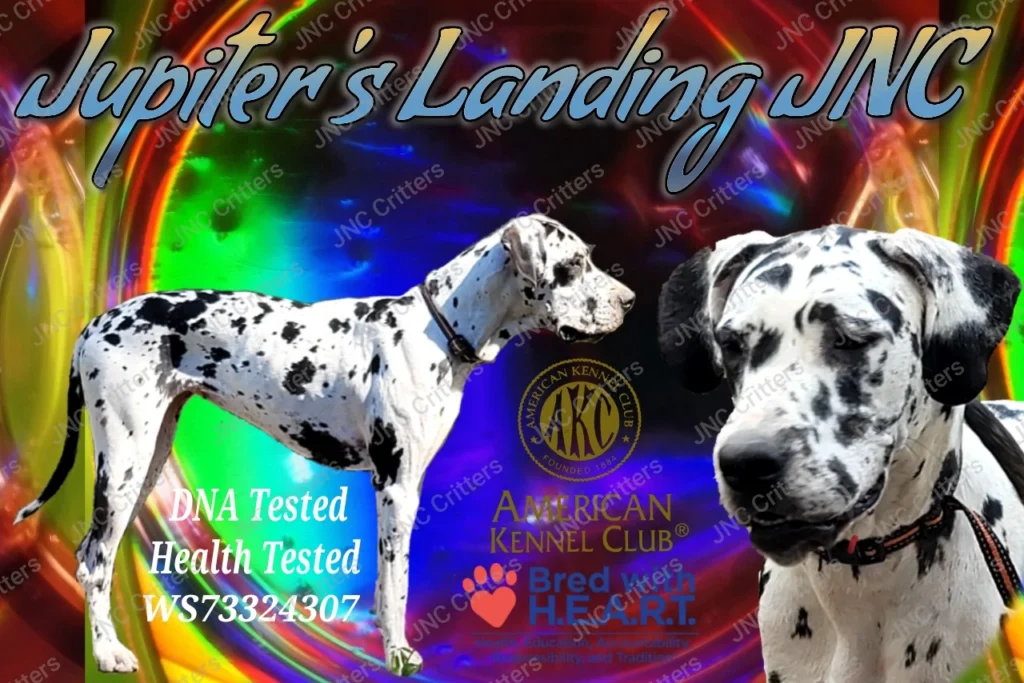 Jupiter Great Dane