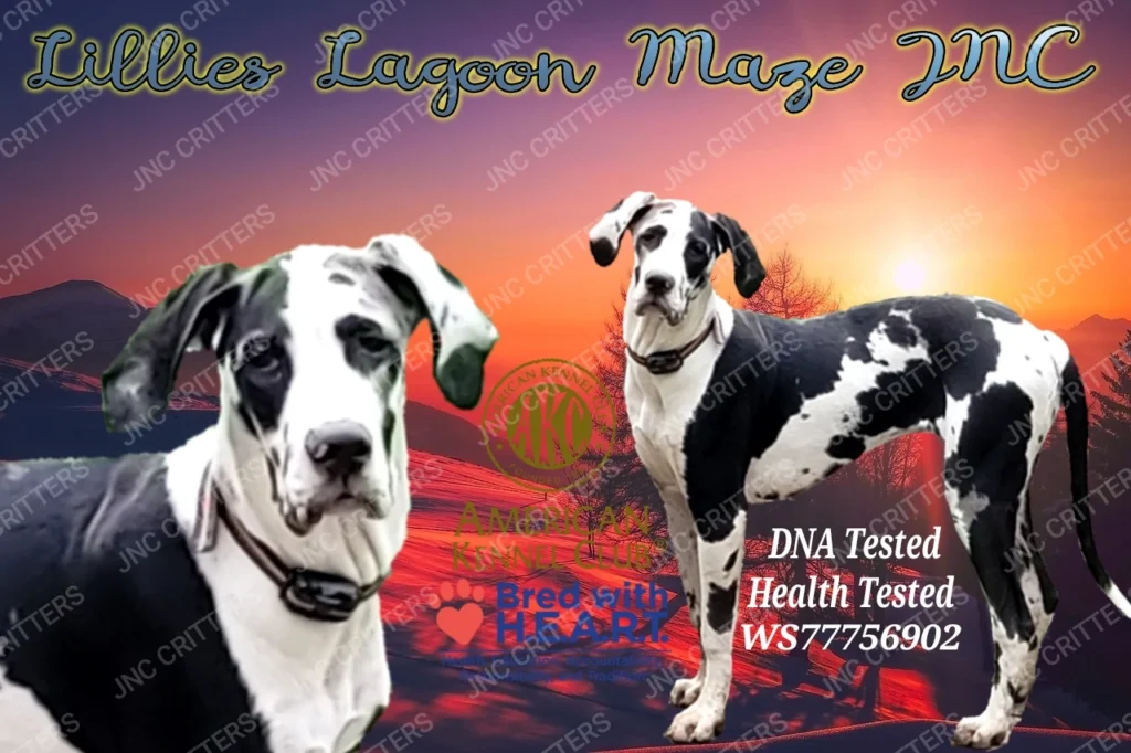 Mazie Great Dane