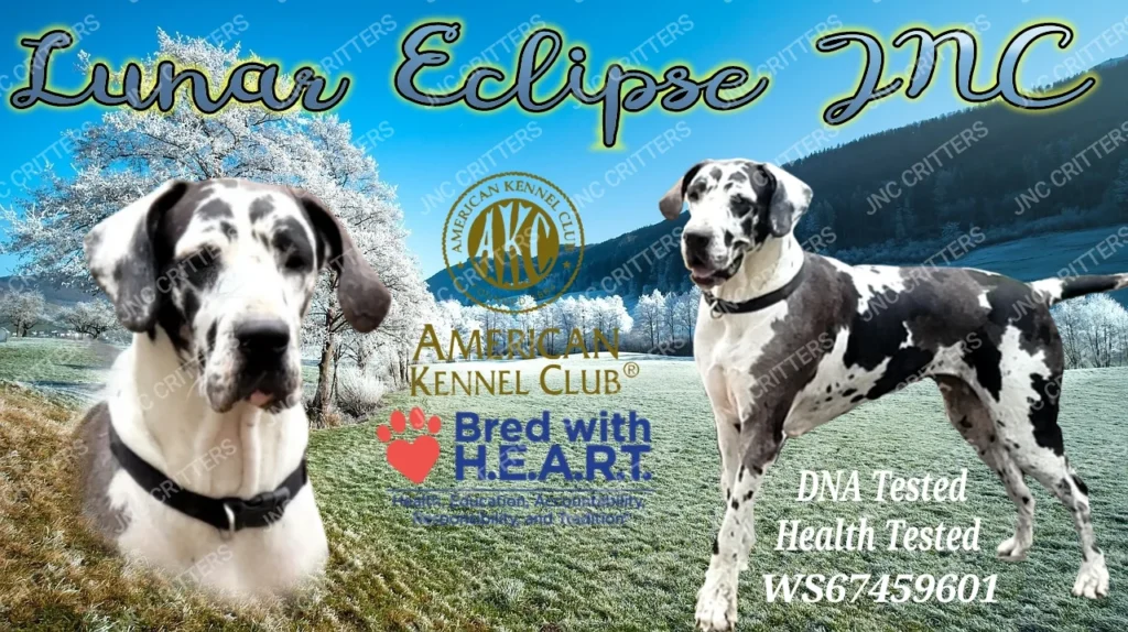 Luna Great Dane